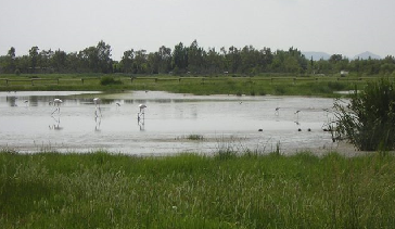 Confirmada la presència d’influença aviària en aus al Parc dels Aiguamolls