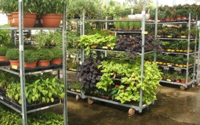 Les cooperatives denuncien que les mesures del MAPA per a planta viva les discriminen