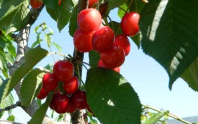 Alerten d’una pèrdua de producció de cirera a Lleida i Terres de l’Ebre