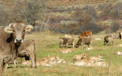 Pujar l’IVA de la carn