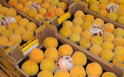 Urgeixen al Govern central a rectificar la desorbitada fiscalitat de la fruita dolça