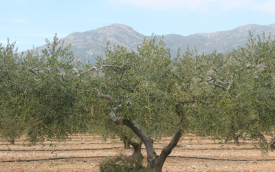 Abonats 4,4 milions de l’ajut agroambiental de la producció integrada de la campanya 2019