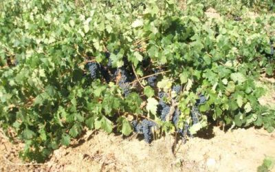 Resposta ecofisiològica de la vinya a les altes temperatures
