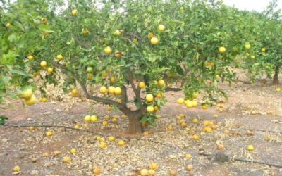 Gestió del rebuig alimentari en la gran distribució