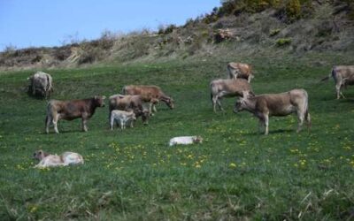 Demanda contra Agroseguro per utilitzar un mètode erroni per determinar pèrdua de pastures