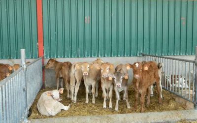 La ramaderia en el punt de mira europeu