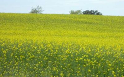 Publicat l’informe sobre l’aplicació de pràctiques beneficioses per al clima i el medi ambient