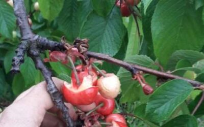 Donen per perduda la cirera primerenca pels darrers aiguats