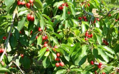 Creix un 8% la superfície ecològica espanyola