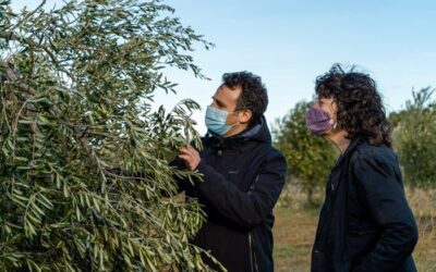 Jordà anuncia un ajut destinat a recuperar el potencial productiu de les oliveres