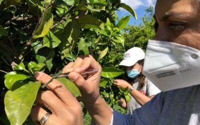 Comença el control biològic per combatre el cotonet dels cítrics a les Terres de l’Ebre