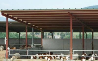 UP demana un ajut de ‘minimis’ per al sector del boví de carn