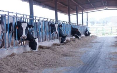 El sector ramader reclama sancions per l’entrada il·legal en una granja de vaqui de llet