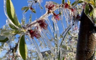 Reclamen un redisseny de les assegurançes per afrontar els efectes del canvi climàtic