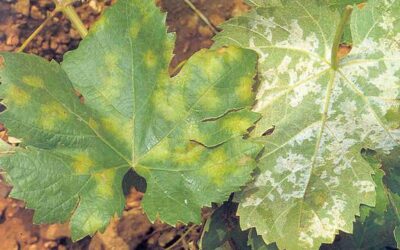 Alerten de les greus afectacions de la vinya per míldiu a moltes zones del territori