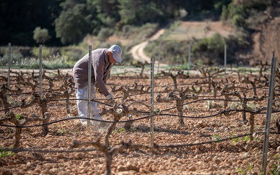 Ajut de 4 milions per a promoure la producció de most concentrat rectificat en el Cava