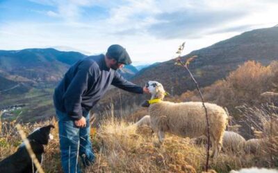 1,2 M€ en ajuts als petits escorxadors per facilitar l’arrelament de la ramaderia al territori