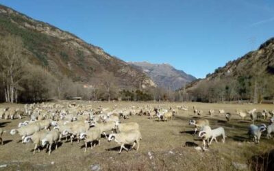 El MAPA destinarà 10 milions d’euros per ajudar als ramaders d’oví i cabrum