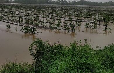 Tractament aeri urgent contra el fong del motejat en pomeres de la zona del Baix Ter