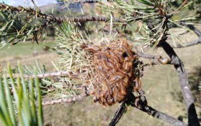 Es tornen a aplicar tractaments aeris per al control de la processionària del pi