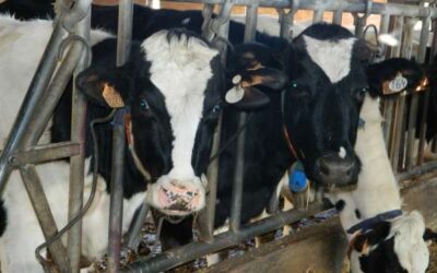 Breus reflexions d’AGROPRES sobre els efectes de la COVID-19 en alguns sectors agraris