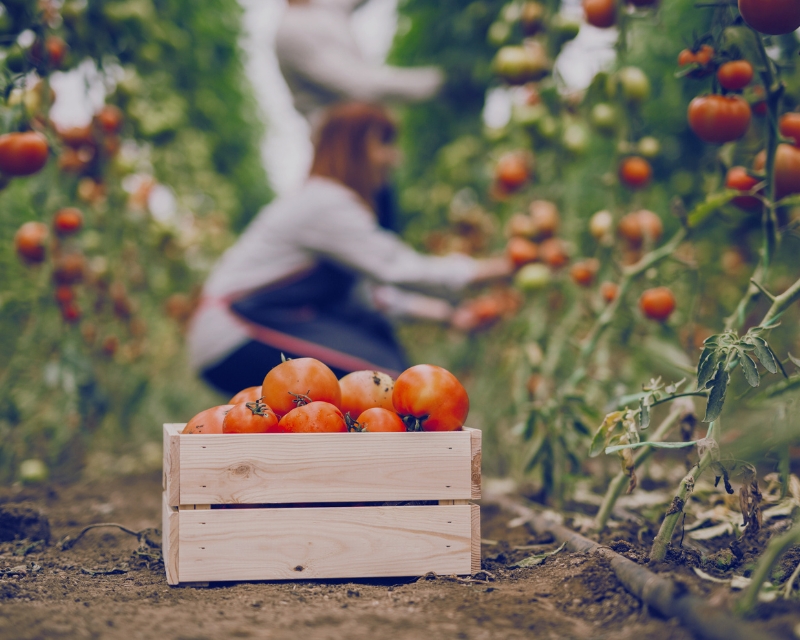 Agronitro: un projecte de recerca