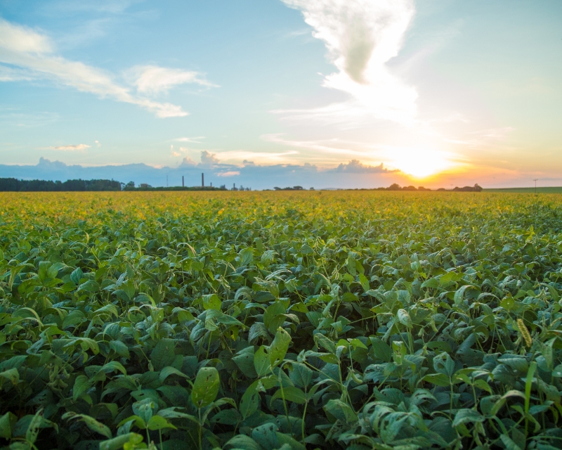 Prohibir noves plantacions a la UE fins al 2027