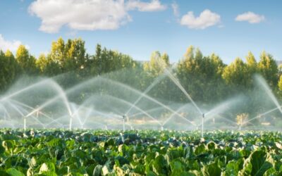 Espanya produeix el 71% de la seva producció vegetal en regadiu