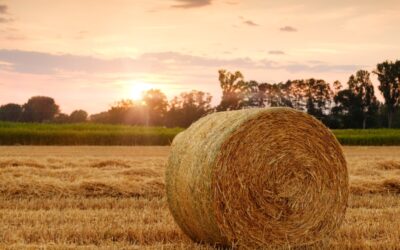 Per qui és la PAC? Un debat sobre els veritables destinataris de la política agrícola europea
