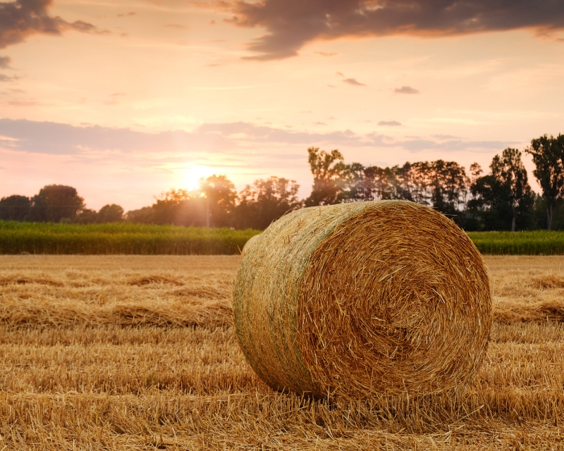 Per qui és la PAC? Un debat sobre els veritables destinataris de la política agrícola europea