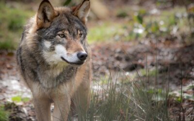 Un any d’atacs del llop: desesperació i desprotecció al sector ramader