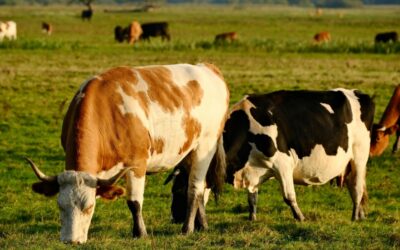 L’eficiència alimentària per a la producció lletera