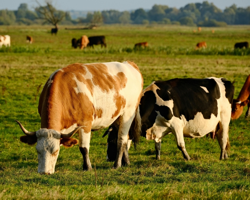 L’eficiència alimentària per a la producció lletera